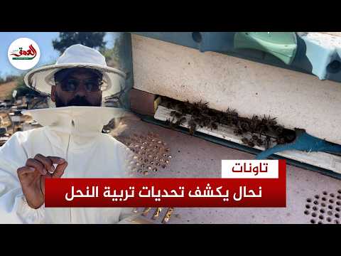 Beekeeper Reveals Challenges of Beekeeping, Ways to Prevent Seasonal Diseases, and Warns of the D...