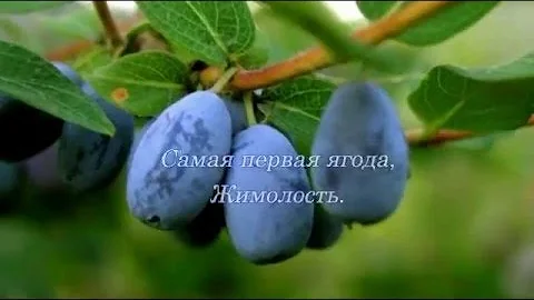 Самая первая ягода,Жимолость