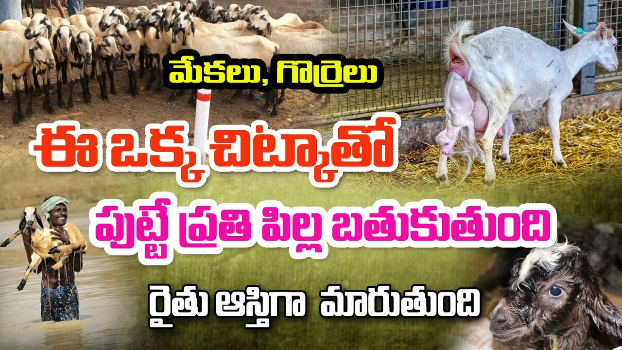 మేకలు, గొర్రెలు బలిష్టంగా మారేందుకు మార్గాలు | Dr. Rambabu