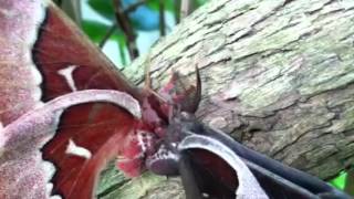 Nature Upload 1: Silk Moths mating!!