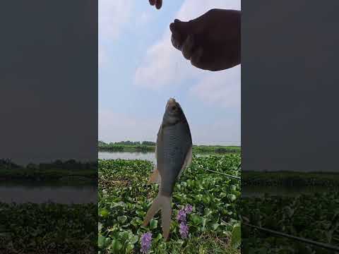 Đi tìm con chép khôn ngoài sông tự nhiên -T5 : cá dưng rán giòn #caođàitổng #fishing #đồngquê