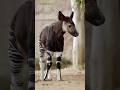 Giraffe & Zebra Combination 😨⁉️ #okapi #wildlife