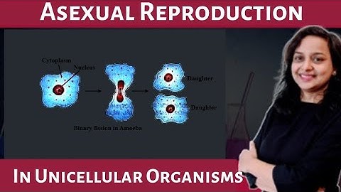 Asexual Reproduction in Unicellular Organisms I Life Processes in Living Organisms I Part 2 I