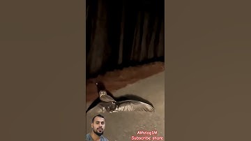 #سورة_الإخلاص #egzonibrahimi #quran #birds #eagle #shortvideo #viralvideo