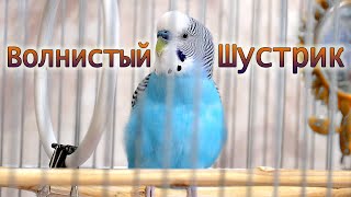 Весёлое пение волнистого попугая. by Тоша-картоша 30,727 views 7 months ago 20 minutes