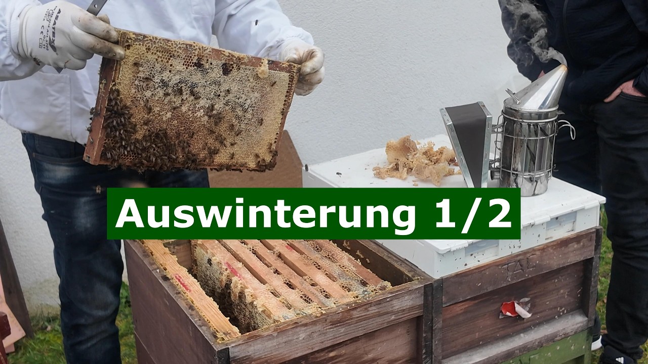 Auswinterung 1/2 der Bienenvölker #wirmachendas