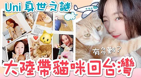 自己送上门的猫！从大陆带猫回台湾 自办有多难？｜傲娇爸的养猫日常 - 天天要闻