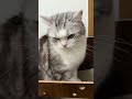 Want to paly catty #catty #cat #catlife #animalvideos