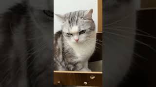 Want to paly catty #catty #cat #catlife #animalvideos