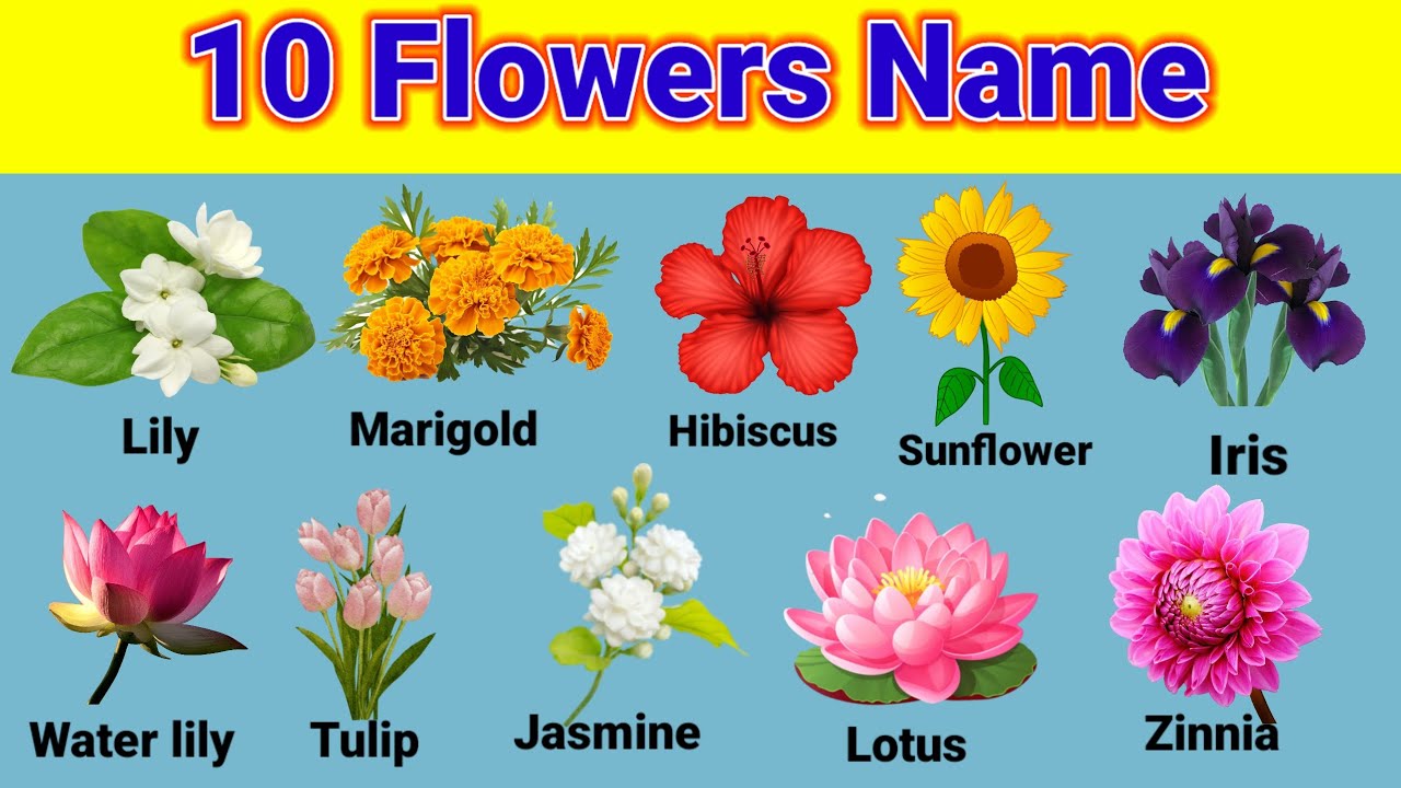 Flowers Name ll Flowers Name In English and Hindi ll phoolon ke Naam l फूलों के नाम हिंदी