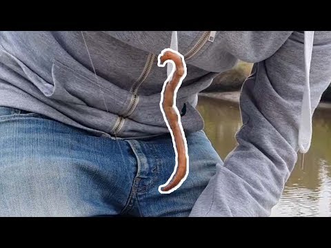 bagaimana menghubungkan cacing di hook memancing benar