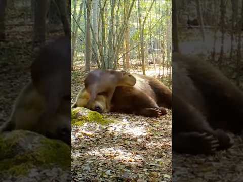カピバラが熊の昼寝を邪魔する瞬間！ #animalshorts #衝撃映像 #監視カメラ #自然の記録 #野生動物
