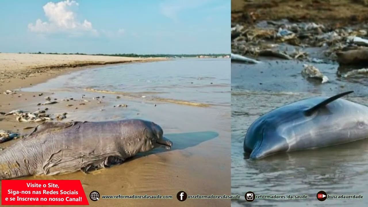 Vídeo: Ecologie : Le chemin du non-retour