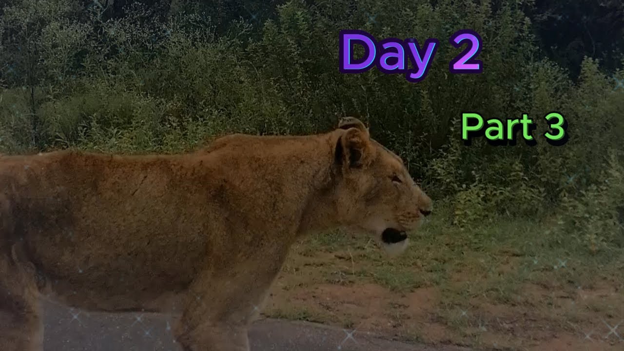 Lioness👍 | Kruger National Park | Jackalberry Ridge Camp