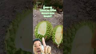 kenapa orang Thailand dan Vietnam menyukai buah durian #durian #buah #fruit #durianruntuh mengkel