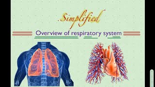 Overview Of Respiratory. Link In Description