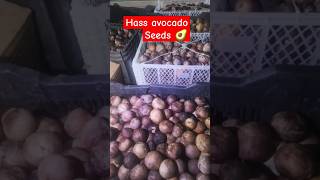H Avocado Seeds Available Contact Now 9678993163