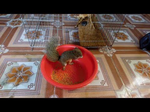 Update bé sóc bông dễ thương | #Tủn