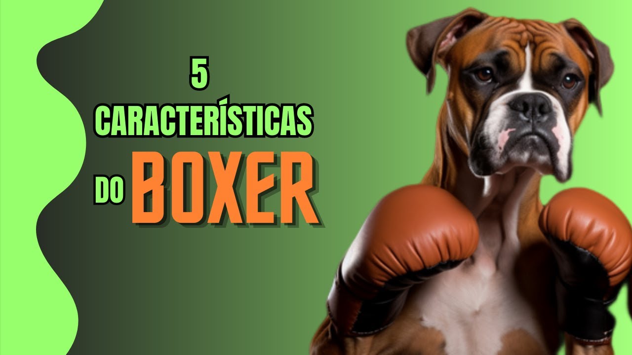 Desvendando o Boxer: 5 Características Fascinantes da Raça que Irá se Apaixonar! 