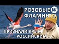 Розовые ФЛАМИНГО в КРЫМУ. В Межводное на зимовку. Западный Крым 2020. Новая достопримечательность!