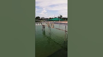 Bình Xuân, vùng nuôi Tôm nước lợ ven sông Vàm Cỏ (Gò Công, Tiền Giang) #travel