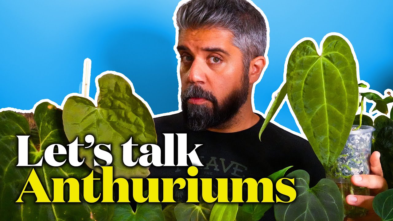 11 ANTHURIUMS for Your Collection – Curandero, Pterodactyl, Pluton, KOS, X-One, Papi Blue