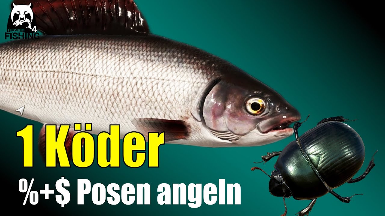 Russian Fishing 4 - Belaja - Nur 1 Köder = Kescher voll % und Silber $$$