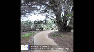 Celebrity The Enigmatic Gnarled Trees of Point Lobos Cypress Grove Trail Profile