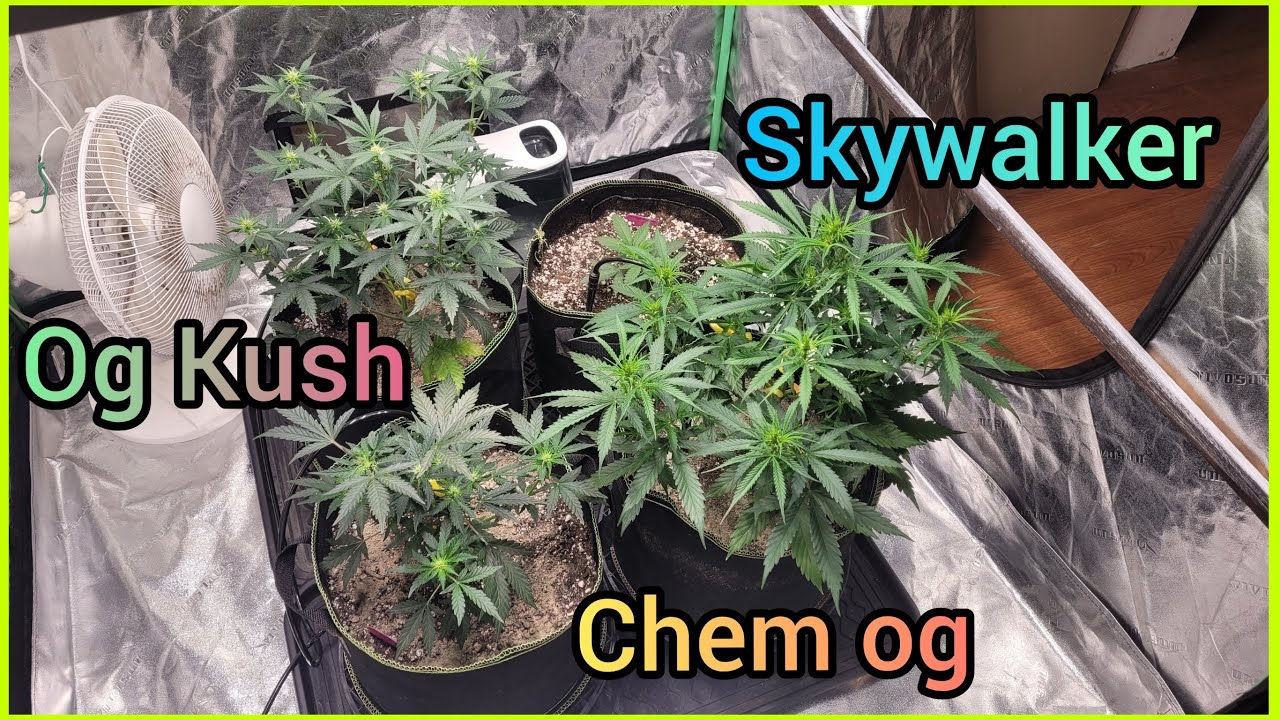 Series 4 EP 4 - OG Kush, Skywalker & Chem OG #4 - The Friendly Grower