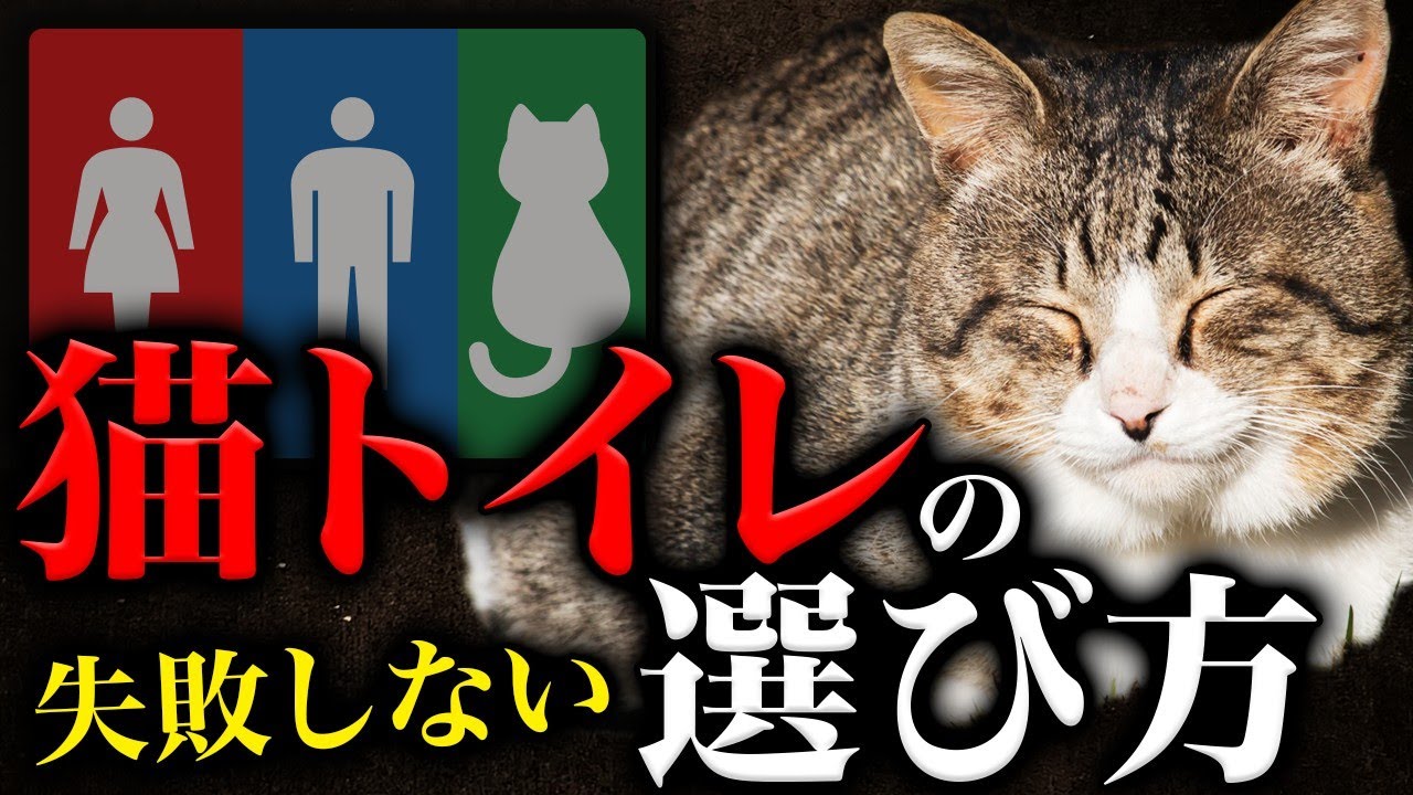 人間のソファーやベッドで粗相してからでは遅い！！猫の好きなトイレ、嫌いなトイレの特徴5選。