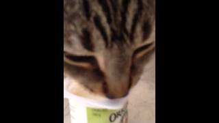 Cat eating yogurt