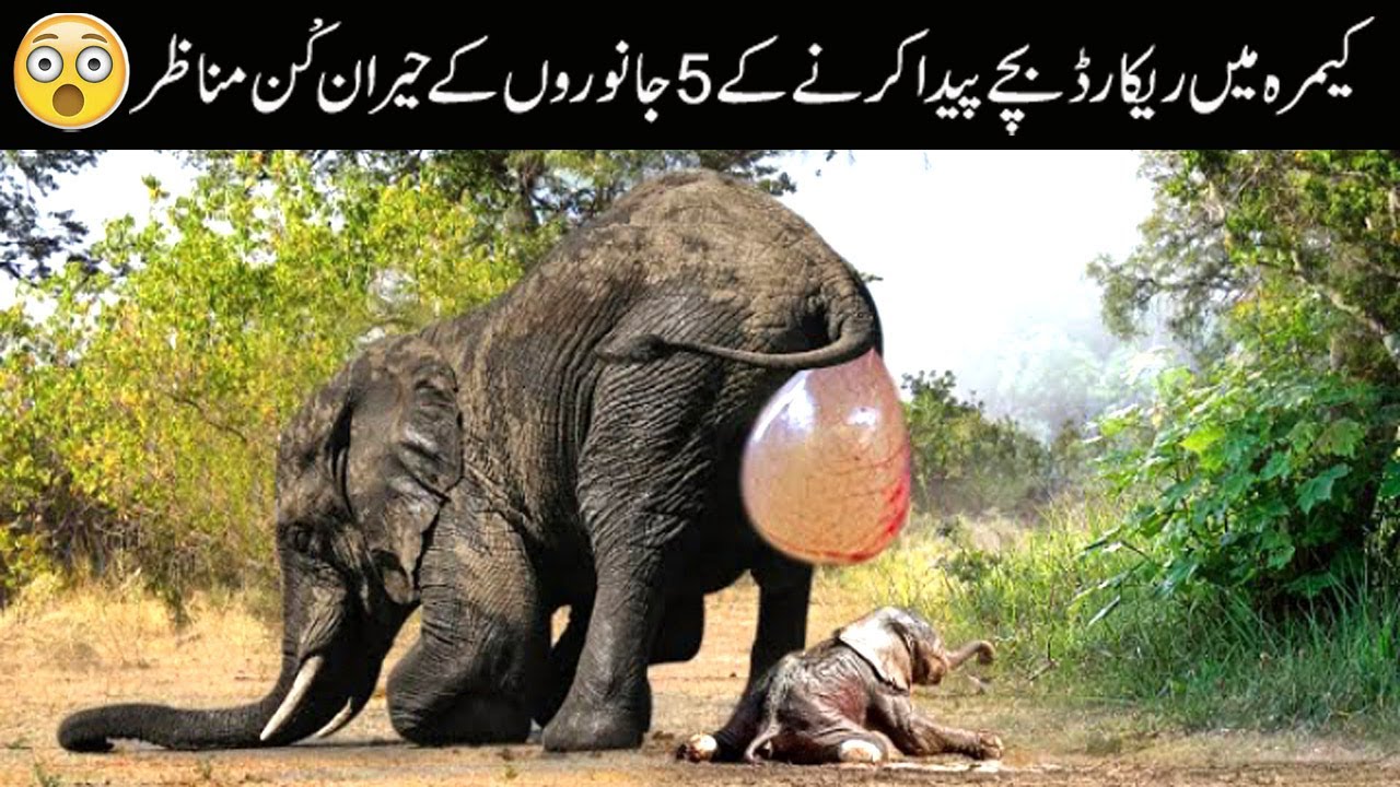 Top 5 Animals Giving Birth Animals giving birth to child caught on Camera Wild Animals YouTube