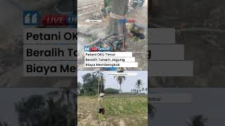 Sawah Mengering Imbas Kemarau, Petani di OKU Timur Beralih Tanam Jagung, Biaya Air Membengkak