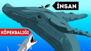 İnsanların Hayatını Kurtaran 9 Vahşi Hayvan