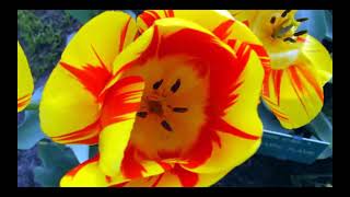 TAP22 Video - Keukenhof Gardens