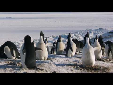 penguins-2019-official-trailer---upcoming-documentary-hollywood-movie-2019