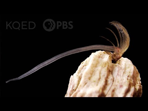 Video: Sea acorn. Life cycle, reproduction