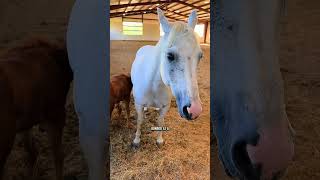 Margo and Gracie update! Part 2#katievanslyke #foal #orphanfoal