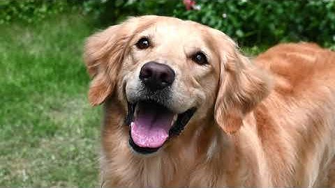 Animal-Detection AF with Nikon Z 50