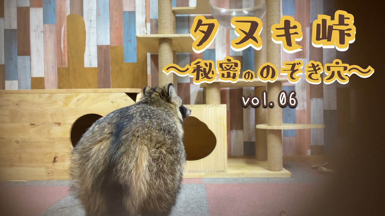タヌキ峠 ～秘密ののぞき穴～ vol.06 Tanuki Mountain pass ～Secret