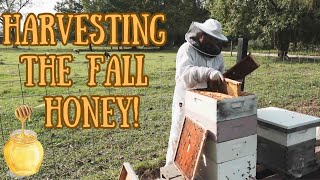 Fall Honey Harvest: Sweet Rewards from Our Beehives!