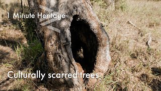 Culturally scarred trees - 1 Minute Heritage