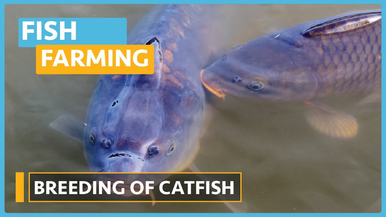 Fish Farming Course (Lesson 4) Breeding of Catfish / Water