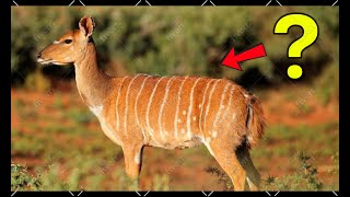 10 Species of Antelope You’ve Never Heard Of!