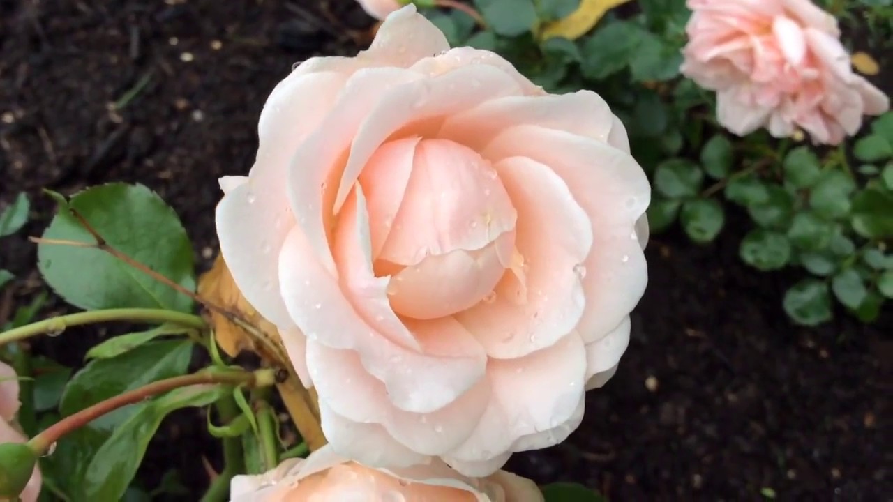 Klaserose Dronning Margrethe Roses In Garden #klaserose #margrethe #roses #worldgardeners