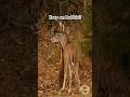 Let ‘em know who’s boss little guy! #hunting #bucks #whitetail #outdoors #nature #wildlife #deer #yt