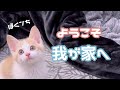 しらたま君のコタツその後…!