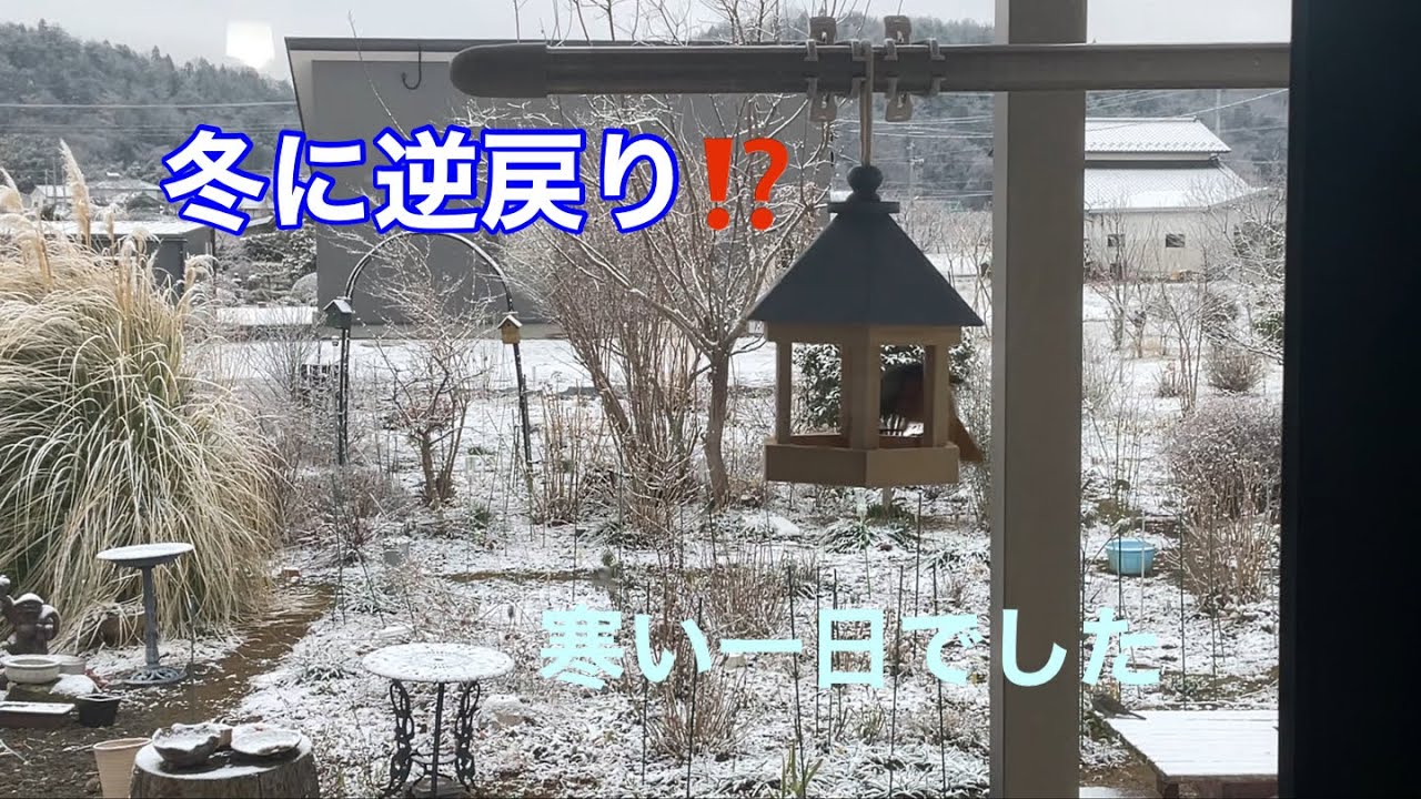 まるおの母　まるこの宿根草と低木の庭　2026 03 10 朝、うっすら雪が積もりました。晴れたり曇ったり…日差しがないと、寒い🥶　クリスマスローズを一株植えました。立派に育ってくれるかな？