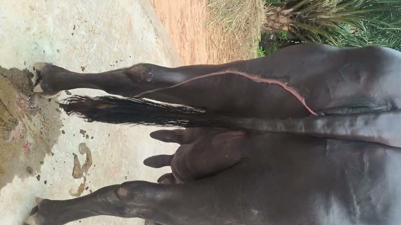 buffalo sel top quality murra jaati 10 litre se 20 litre Tak milk daily ka guarantee aur ke sath