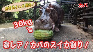 夏の風物詩！？ カバにドデカいスイカを食べさせたらどうなる？